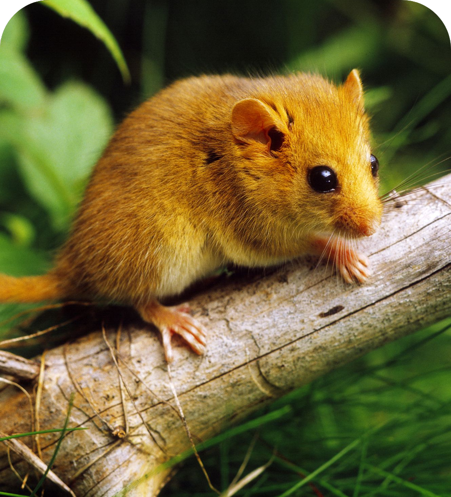 Rodent Pest control Services in Taloja